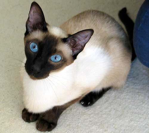 Da-You am 29/06/2004   Photo: Carolin Skirl