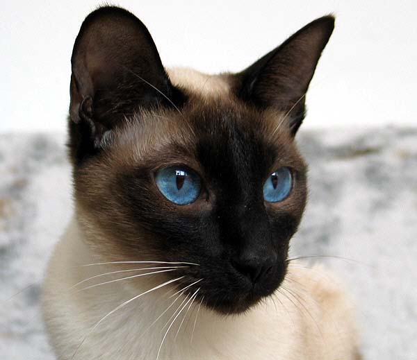 Da-You am 26/01/2005   Photo: Carolin Skirl