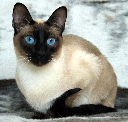 Da-You am 26/01/2005   Photo: Carolin Skirl