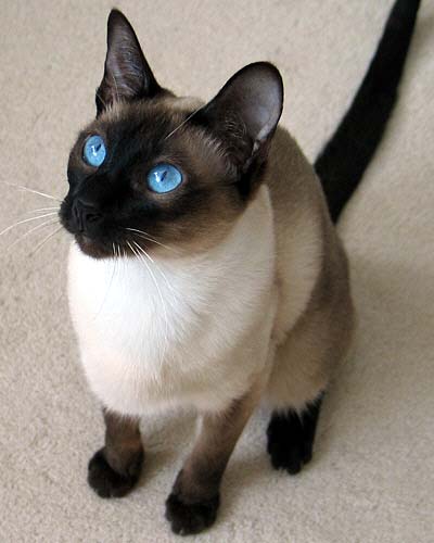 Da-You am 26/01/2005   Photo: Carolin Skirl