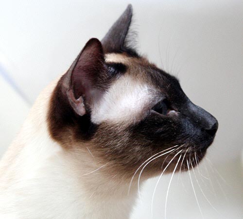 Bobby am 25/04/2005   Photo: Carolin Skirl