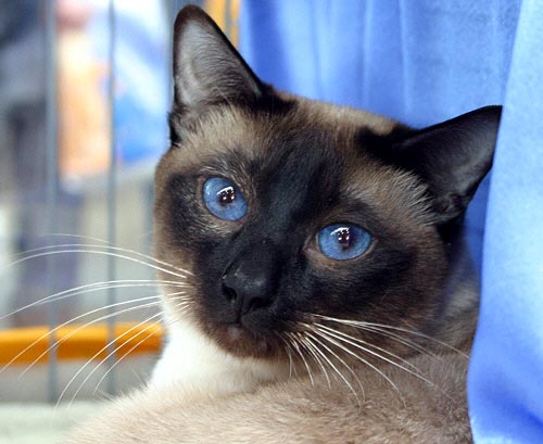 Bobby am 03/03/2005   Photo: Carolin Skirl