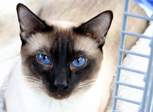 Bobby am 03/03/2005   Photo: Carolin Skirl