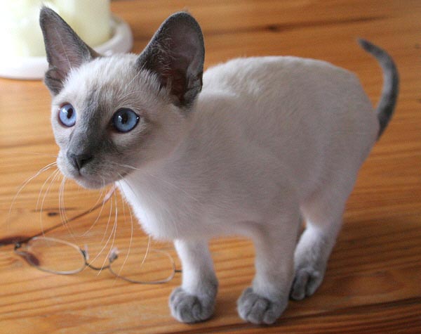 Daiji 25/06/2005   Photo: Carolin Skirl