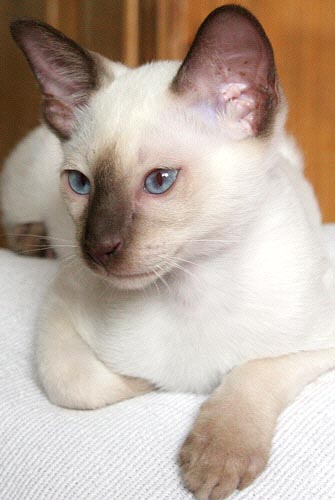 Ahura 25/05/2005   Photo: Carolin Skirl