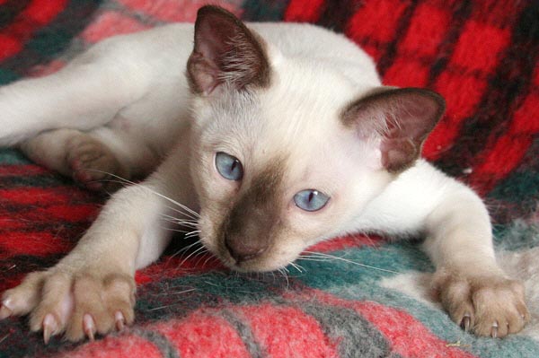 Ahura 25/05/2005   Photo: Carolin Skirl