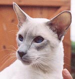 Roysterer Snowdragon