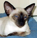 S*Furstenss Party Popper