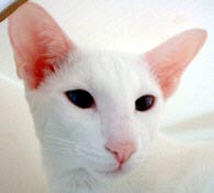 Tempano Phantasma Spook