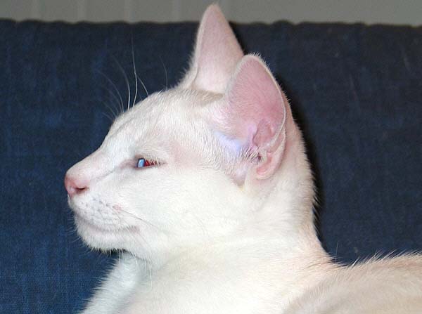 Azharu am 13/02/2005