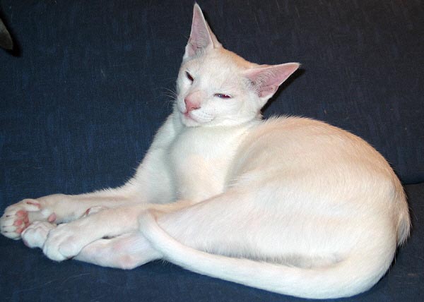 Azharu am 13/02/2005