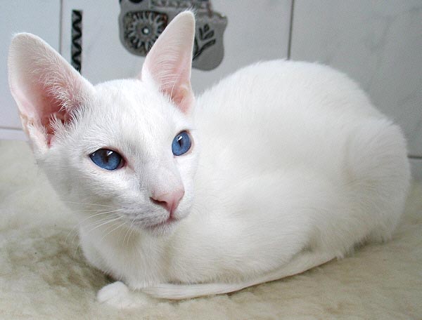 Azharu am 26/02/2005