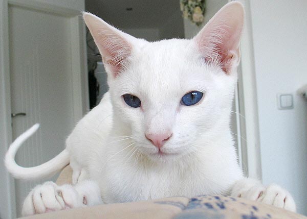 Azharu am 27/02/2005