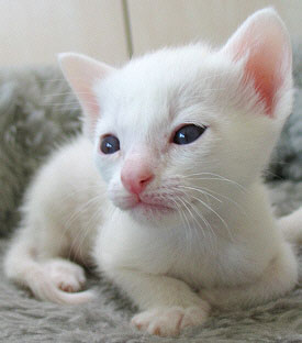 Taiyoukai Azharu  Foto: Carolin Skirl