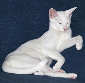 Taiyoukai Azharu 26/03/2005   Foto: Carolin Skirl