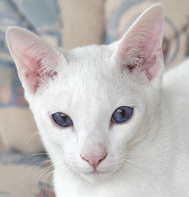 Taiyoukai Azharu 27/03/2005   Foto: Carolin Skirl