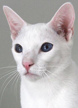 Taiyoukai Azharu 04/01/2006   Foto: Carolin Skirl