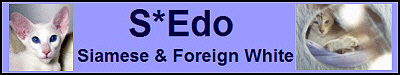 Homepage S*Edo Cattery