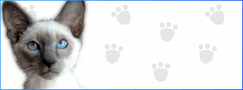 Homepage Cattery Elva Moi 