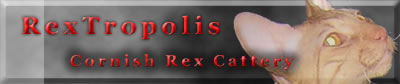 Rextropolis Cattery