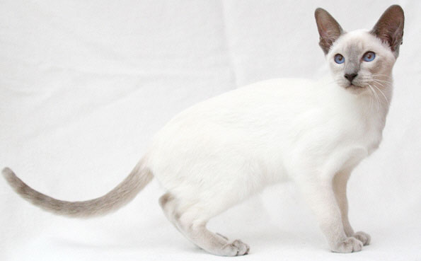 Taiyoukai Banshee von der Falkenhhe