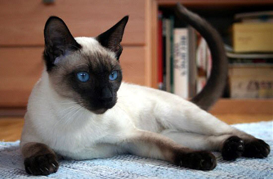 Photo: Claudia Szalay