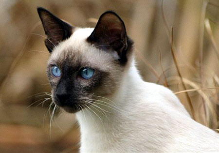 Photo: Claudia Szalay