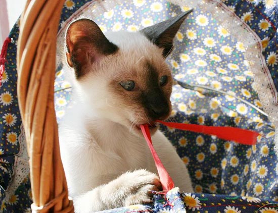 Photo: Susanne Cramer-Rner