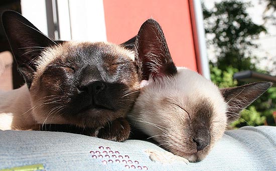 Photo: Susanne Cramer-Rner