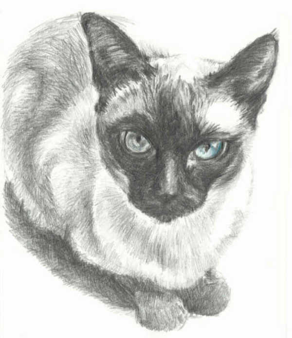 Buffy   Zeichnung: Frank Wempe