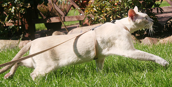 Nashiras Corazn indomable