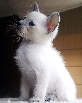 Daiji 08/05/2005   Foto: Lineke Vrielink