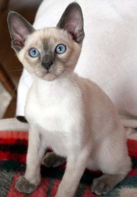 Daiji 12 Wochen   Foto: Carolin Skirl