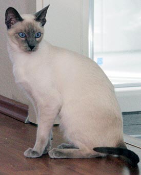 Daiji 7 Monate   Foto: Carolin Skirl