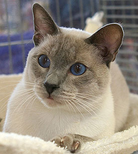 Daiji on Show   Foto: Carolin Skirl