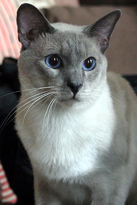 Daiji 2 1/2 Jahre   Foto: Carolin Skirl