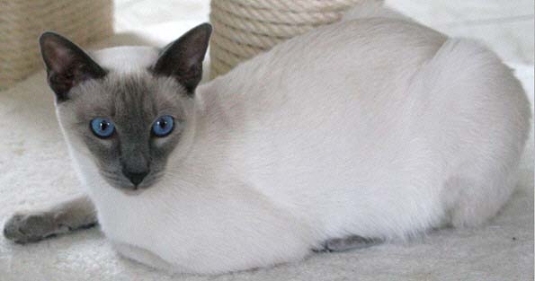 Brentelmaras Taiyoukai Asfaloth