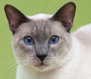 Brentelmaras Taiyoukai Asfaloth 