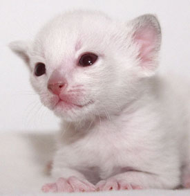 Essex   Foto: Carolin Skirl