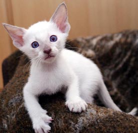 Essex   Foto: Carolin Skirl