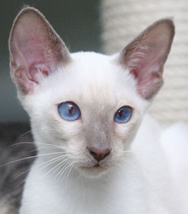 Essex   Foto: Carolin Skirl