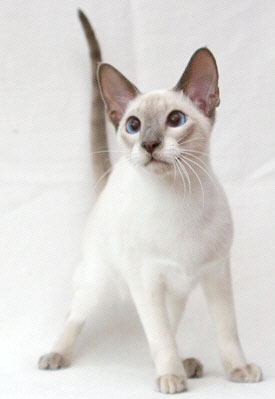 Essex   Foto: Carolin Skirl