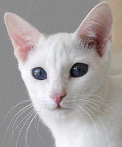 Ch. Taiyoukai Amaterasu Kirara