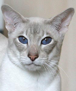 Gr. Int. Ch. CymruCath Ednywain