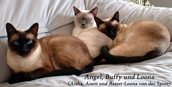 Angel, Buffy und Loona von der Spree   Foto: Carolin Skirl