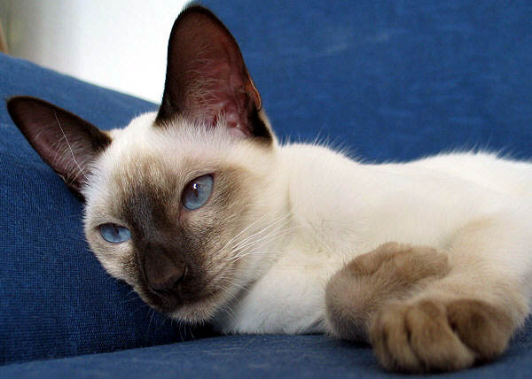 Foto: Carolin Skirl