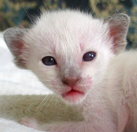 Galiah vom Schloss Charlottenhof 10/04/2004   Foto: Carolin Skirl