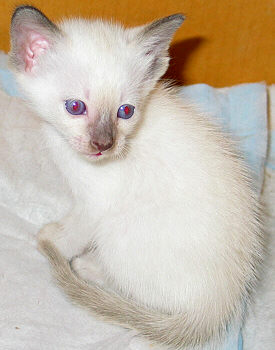 Galiah 24/04/2004   Foto: Carolin Skirl