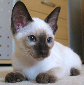 Galiah 11/06/2004   Foto: Carolin Skirl