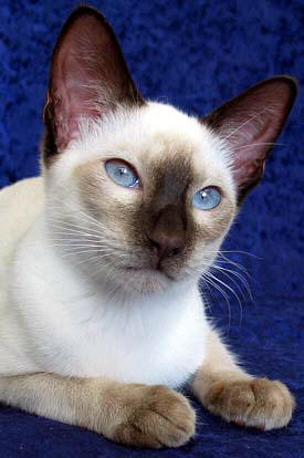 Galiah 05/08/2004   Foto: Carolin Skirl